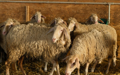 The Marvelous Merino – The Sheep Behind the World’s Softest Wool
