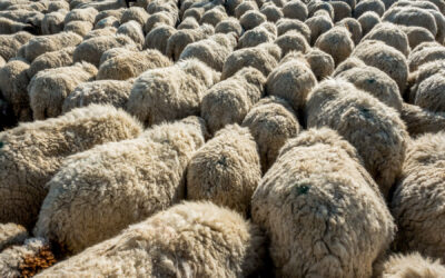 The Remarkable History and Adaptability of Merino Sheep