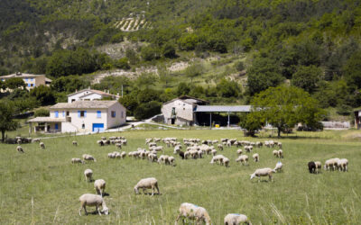 The Science Behind Merino Wool – Nature’s Performance Fabric
