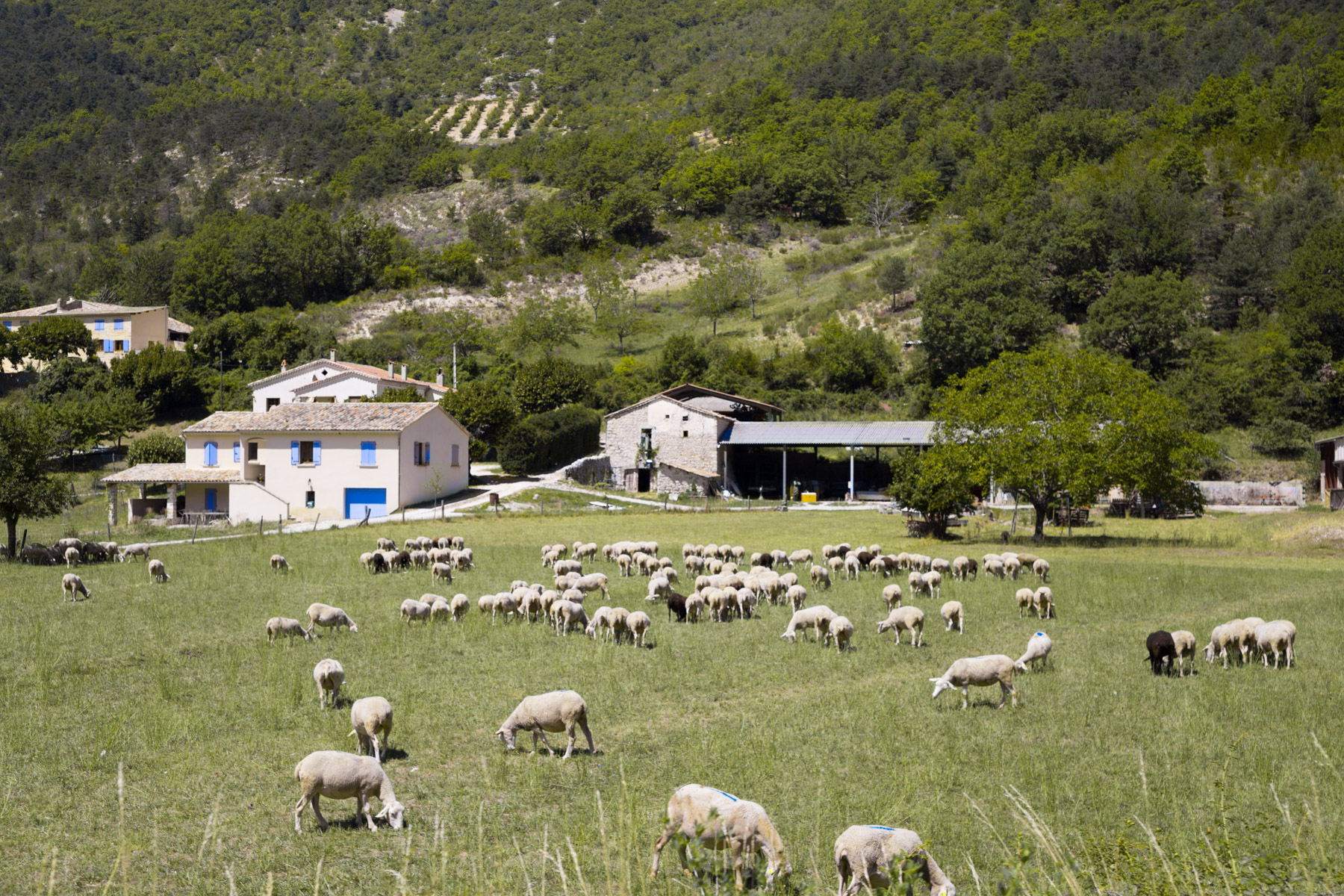 The Science Behind Merino Wool – Nature’s Performance Fabric